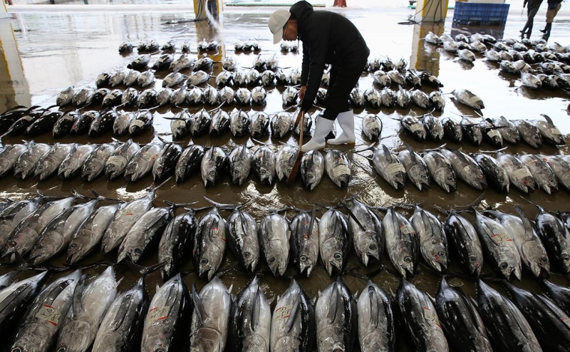 
                    Россия ограничила импорт рыбы из Японии вслед за Китаем

                